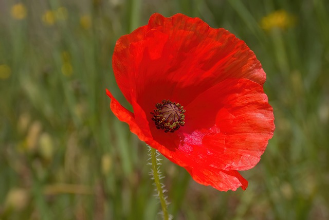 Free Spring Nature photo and picture