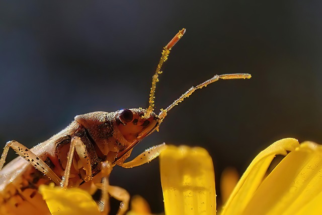Free Spring Nature photo and picture