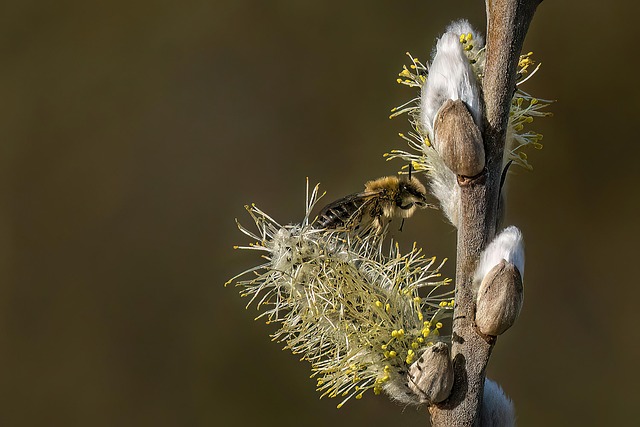 Free Spring Nature photo and picture