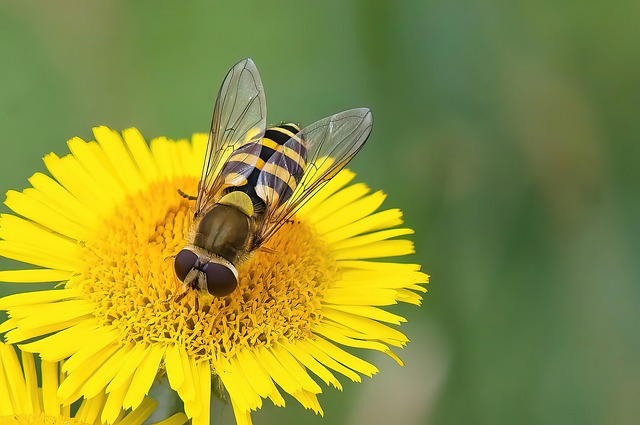 Free Flower Bee photo and picture