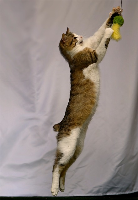 Free Cat Mammal photo and picture