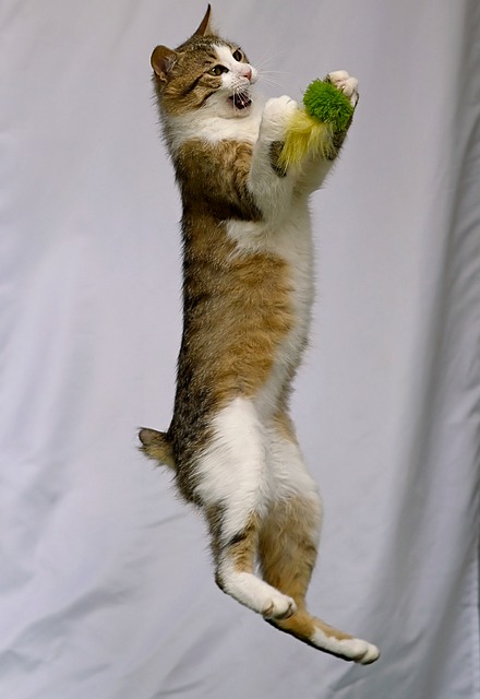 Free Cat Animal photo and picture