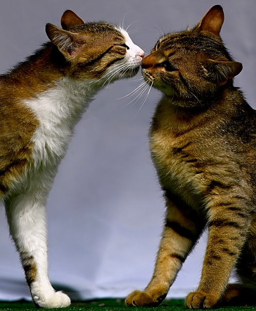 Free Cat Animal photo and picture