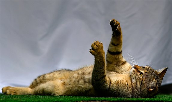 Free Cat Animal photo and picture
