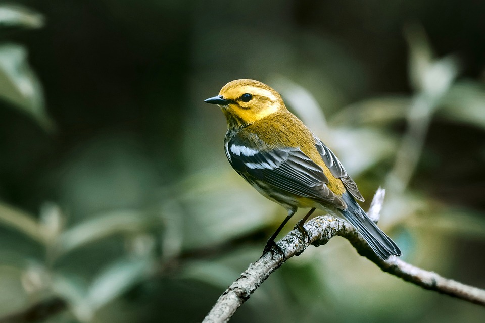 Black Throated Green Warbler Bird - Free photo on Pixabay