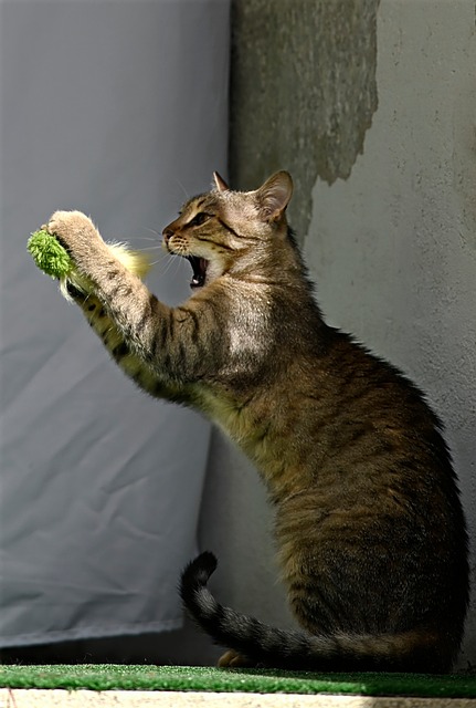 Free Cat Domestic Animal photo and picture