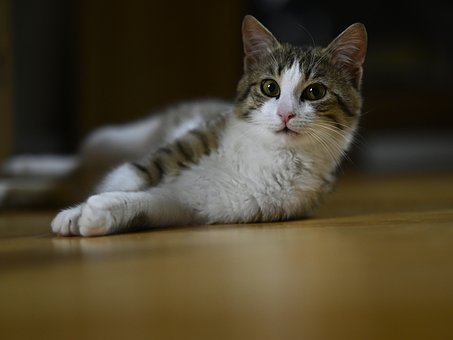 Free Cat Animal photo and picture