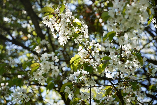 Free Blossoms Cherry Tree photo and picture