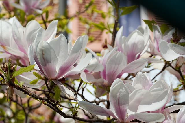 Free Magnolia Flower Magnolias photo and picture