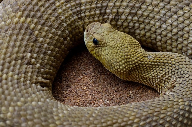Free Rattlesnake Poisonous photo and picture