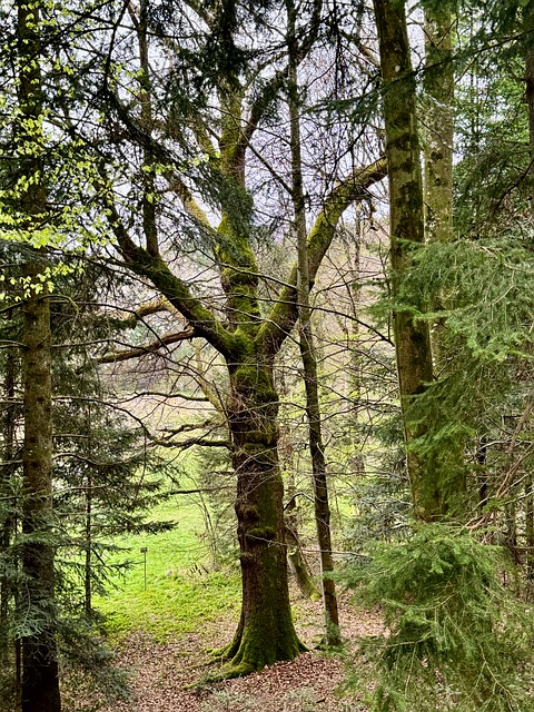 Free Pedunculate Oak Oak photo and picture