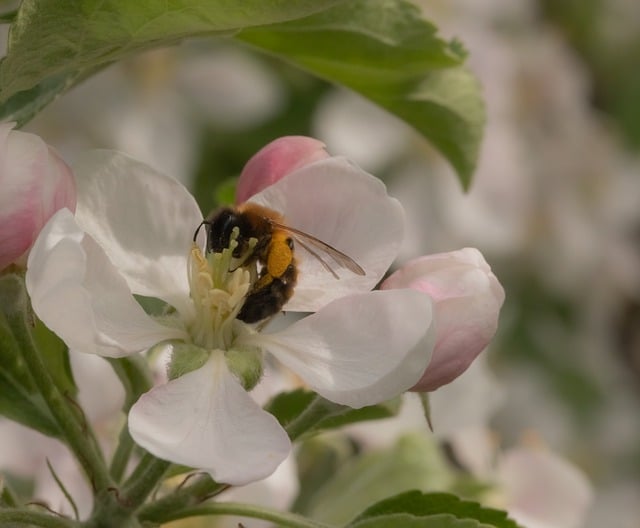 Free Bee Flowers photo and picture