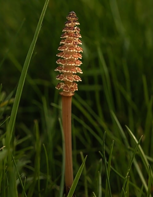Free Horsetail Spring photo and picture
