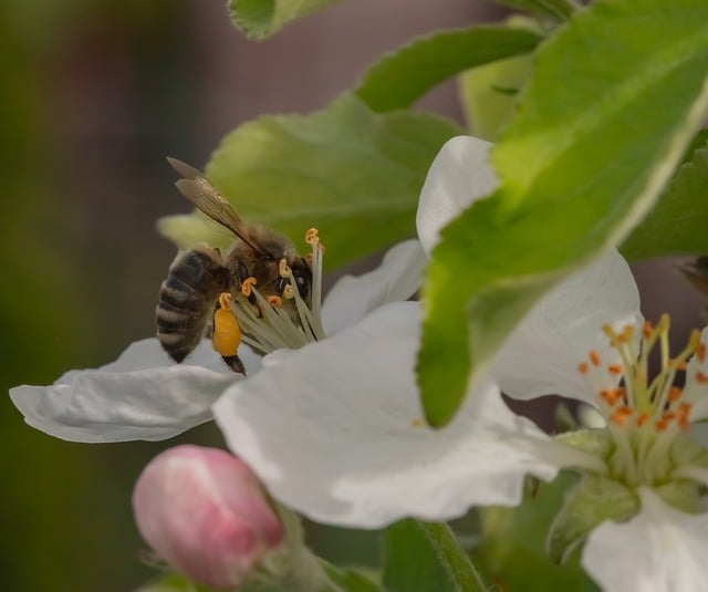Free Wasp Pollination photo and picture