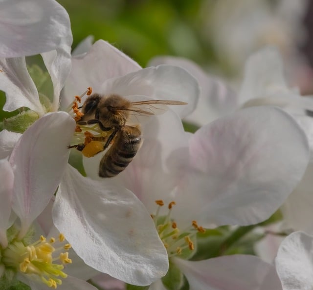 Free Wasp Insect photo and picture