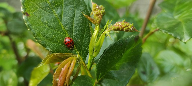 Free Nature Biodiversity photo and picture