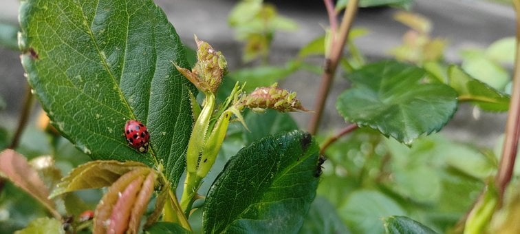Free Nature Biodiversity photo and picture