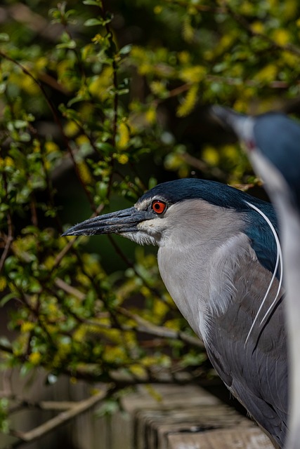 Free Night Heron Nature photo and picture