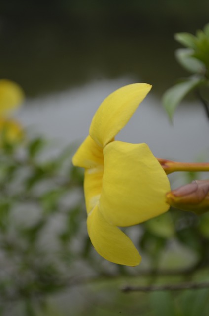 Free Yellow Flower Tropical Flower photo and picture