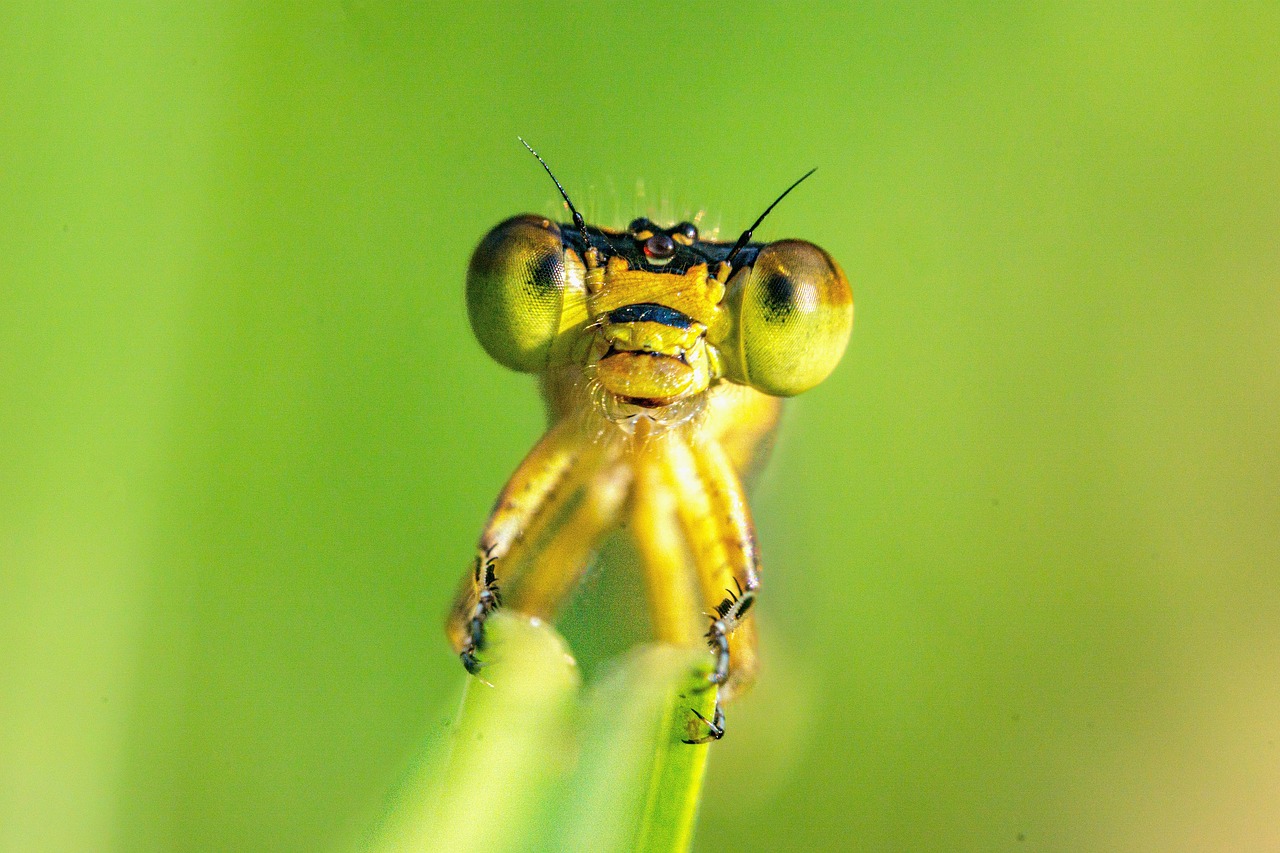 Insect Nature Fly - Free photo on Pixabay