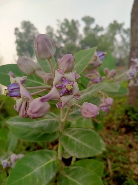 Plantaardige, Natuur, Groente, Bladeren