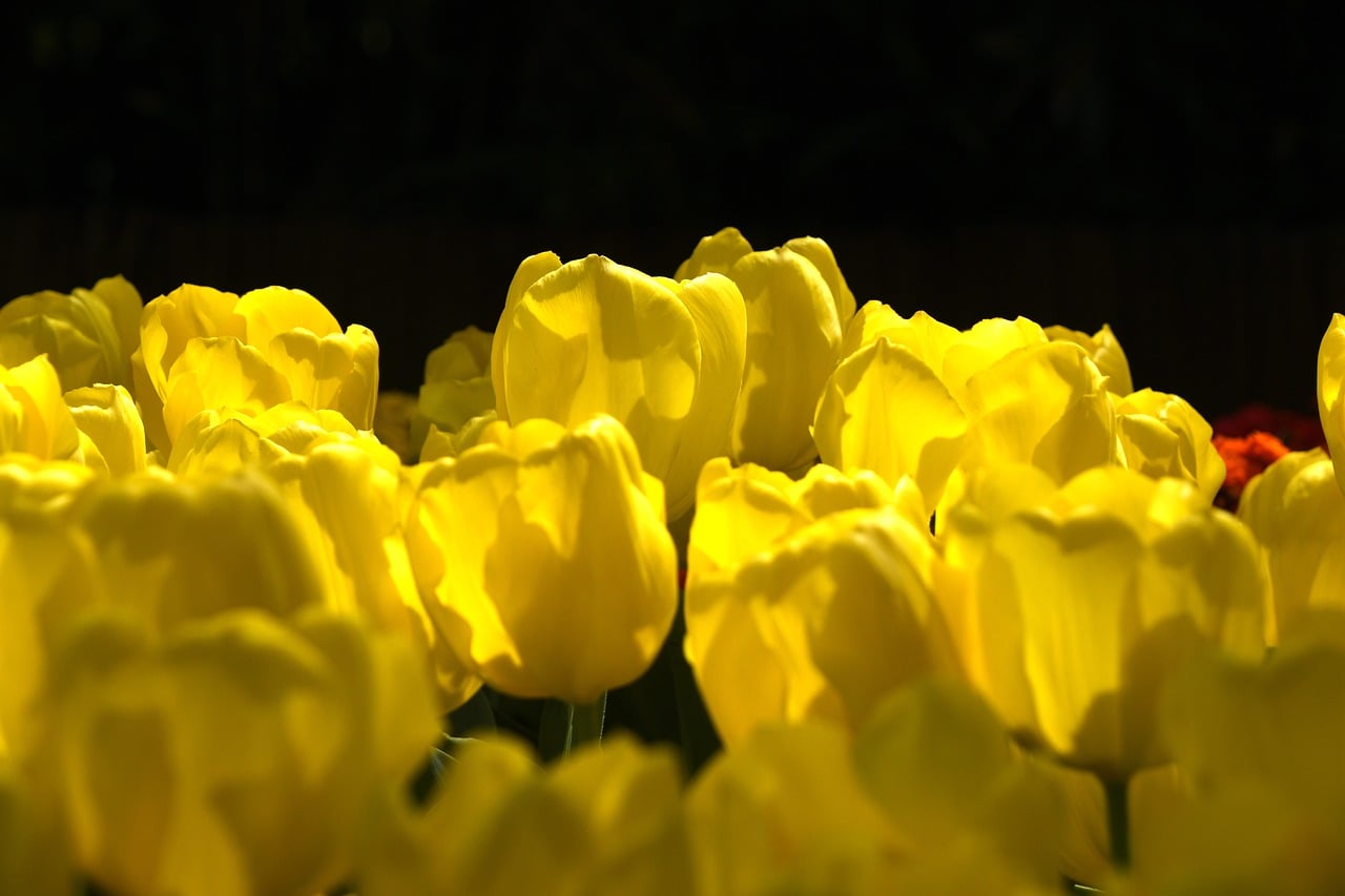 Tulips - free online jigsaw puzzle photo