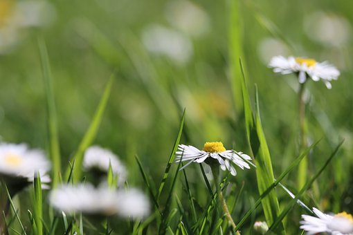Free Daisy Grass photo and picture