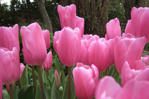 Rosa, Tulipas, Filoli, Primavera