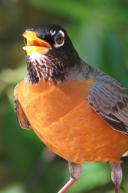 Robin, Pássaro, Animais Selvagens, Bico
