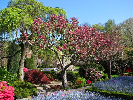 Primavera, Natureza, Árvore, Flores