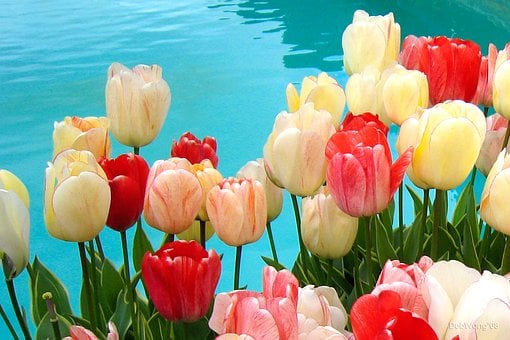 Tulipas, Natureza, Tulipa, Flora, Flores