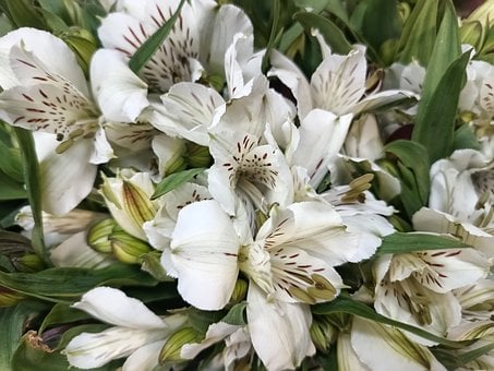 Alstroemeria, Die Natur, Blumen, Lilie