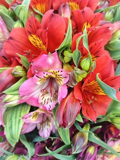 Alstroemeria, Feder, Hochzeitsstrauß
