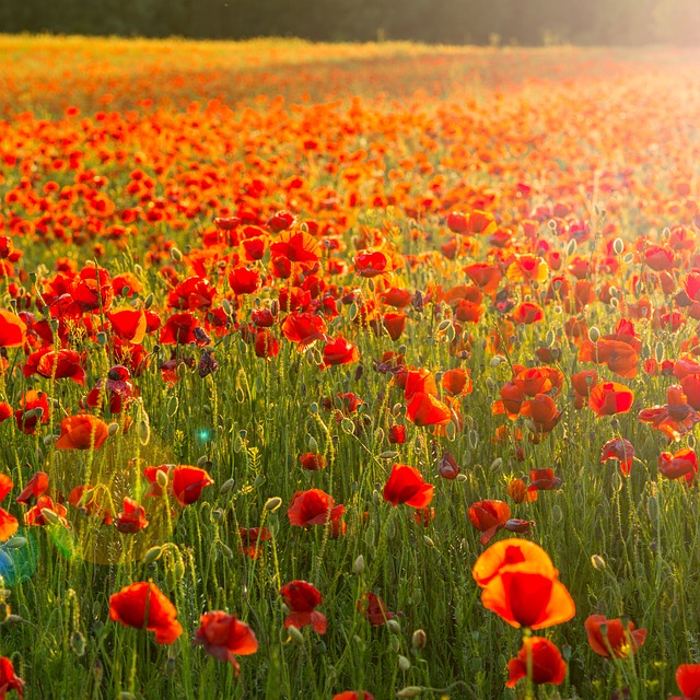 Free Poppy Flower illustration and picture