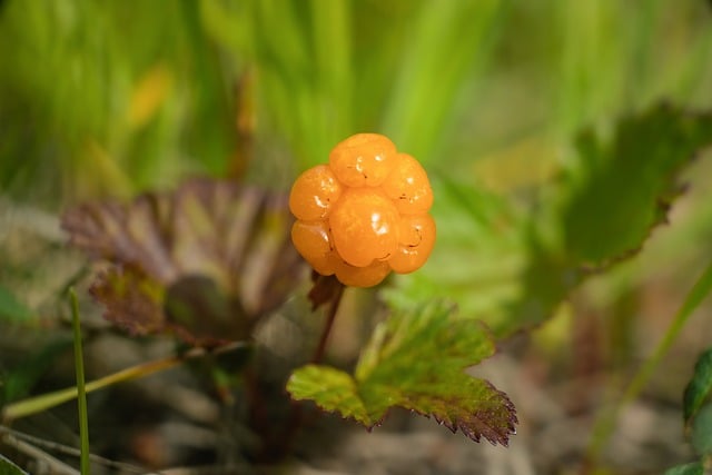 Free Akpik Cloudberry photo and picture