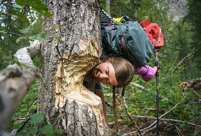 Free Beaver Nature photo and picture