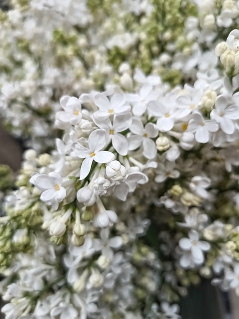 Lila, Blumen, Strauß, Feder, Blühen