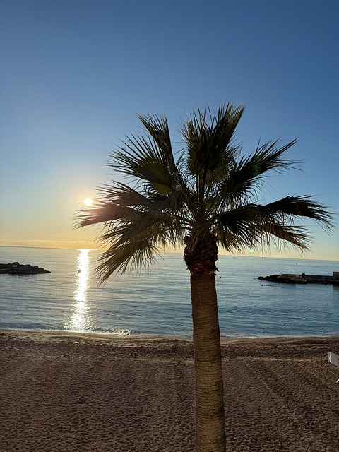 Palme, Natur, Tropisch, Sommer, Strand