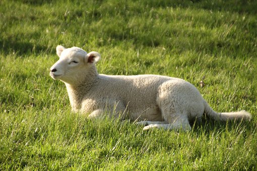 Free Lamb Spring photo and picture