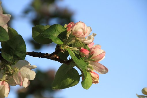 Free Blossoms Spring photo and picture