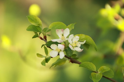 Free Blossoms Nature photo and picture
