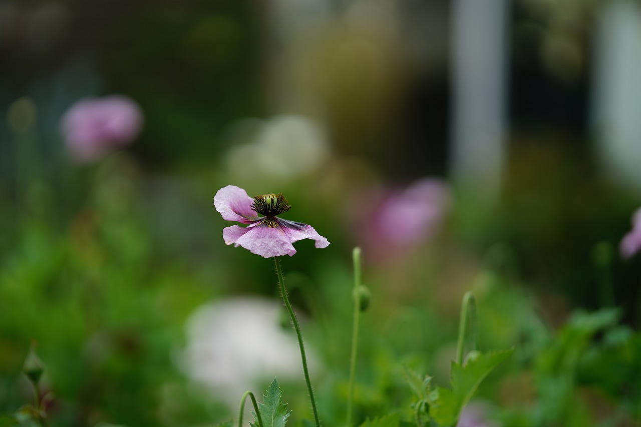 Poppy Nature Spring - Free photo on Pixabay