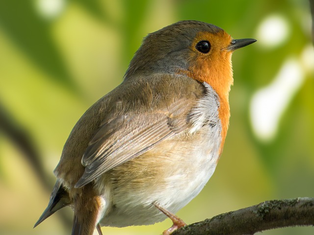 Free Bird Nature photo and picture