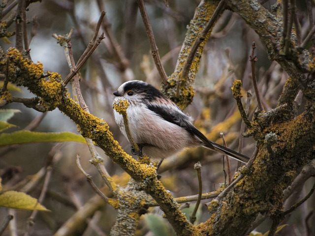 Free Bird Nature photo and picture