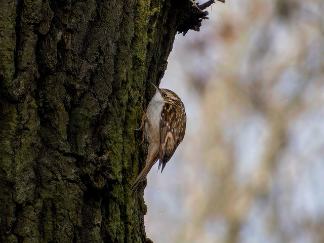 Free Eurasian Treecreeper Tree photo and picture