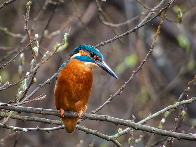 Free Kingfisher Bird photo and picture