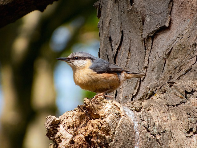 Free Eurasian Nuthatch Nuthatch photo and picture