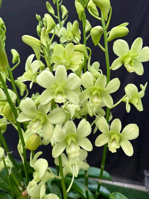 Smukke Orkidé Blomster, Blomst