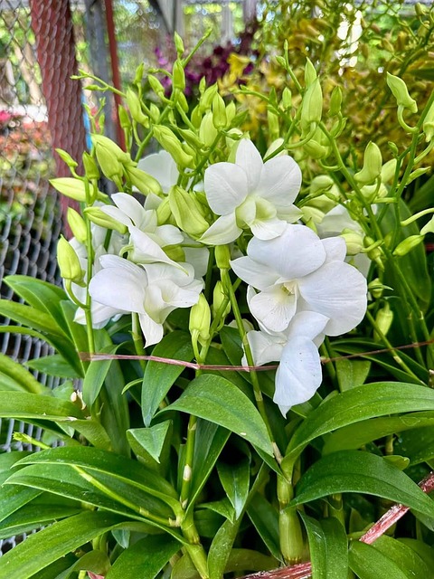 Blomst, Natur, Flok Blomster