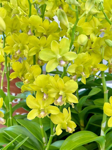 Orkidé, Natur, Blomst, Smukke Blomster